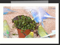 auf Gollwoog fliegen meine Vgel 