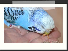 Frhstck aus der Hand